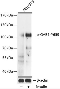 Phospho-GAB1-Y659 Rabbit Polyclonal Antibody