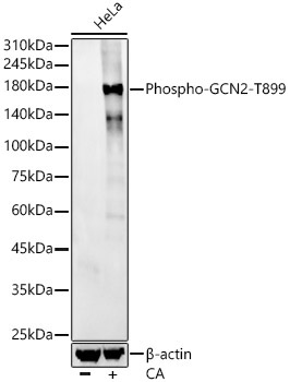 Phospho-GCN2-T899 Rabbit Monoclonal Antibody
