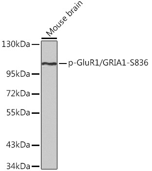 Phospho-GluR1/GRIA1-S836 Rabbit Polyclonal Antibody