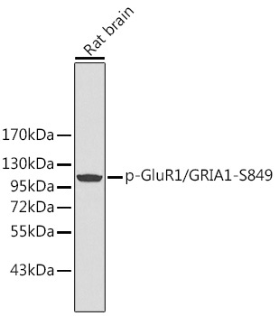 Phospho-GluR1/GRIA1-S849 Rabbit Polyclonal Antibody