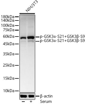 Phospho-GSK3Alpha-S21+GSK3Beta-S9 Rabbit Monoclonal Antibody
