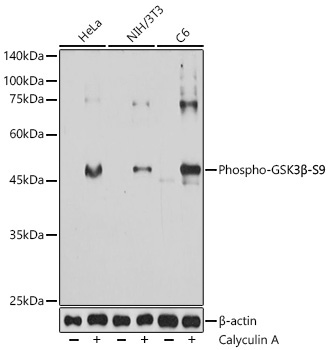 Phospho-GSK3Beta-S9 Mouse Monoclonal Antibody