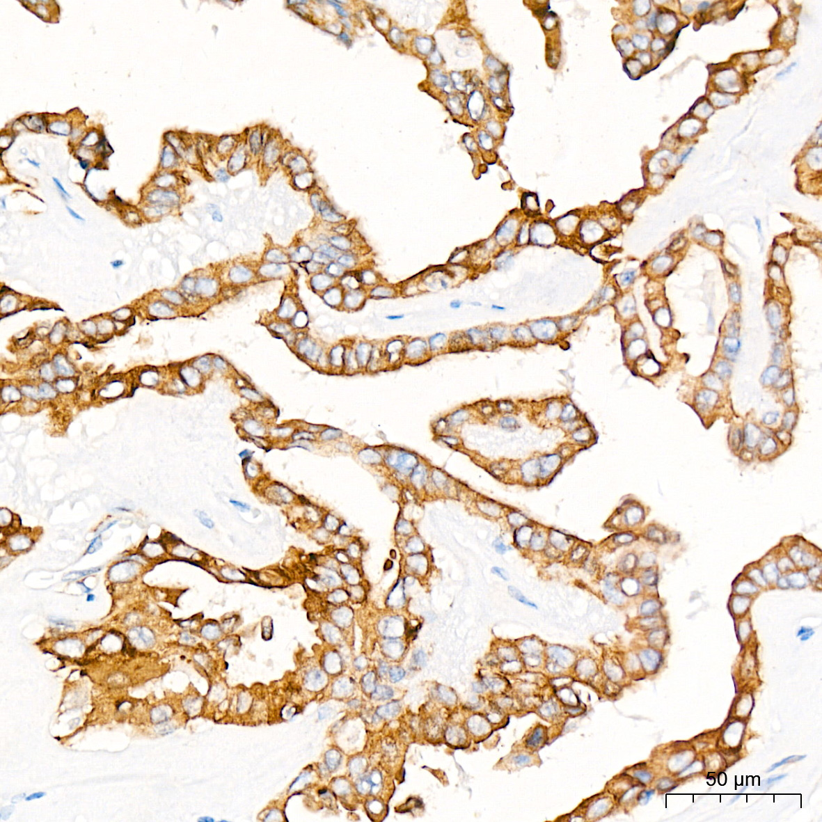 Phospho-GSK3Beta-S9 Rabbit Monoclonal Antibody - Image 2