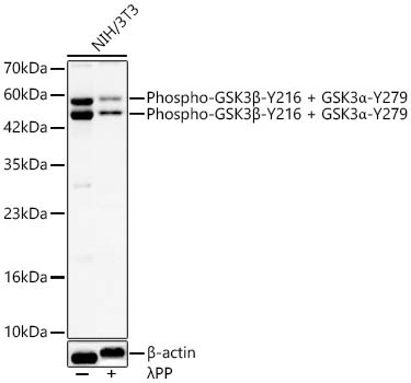 Phospho-GSK3Beta-Y216 + GSK3Alpha-Y279 Rabbit Polyclonal Antibody