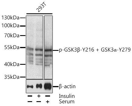 Phospho-GSK3Beta-Y216 + GSK3Alpha-Y279 Rabbit Polyclonal Antibody