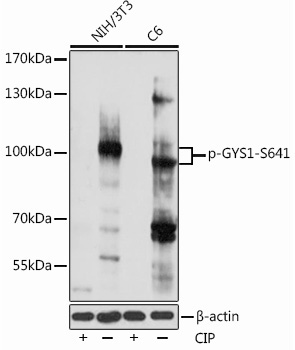 Phospho-GYS1-S641 Rabbit Polyclonal Antibody