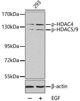 Phospho-HDAC4-S246/HDAC5-S259/HDAC9-S220 Rabbit Polyclonal Antibody