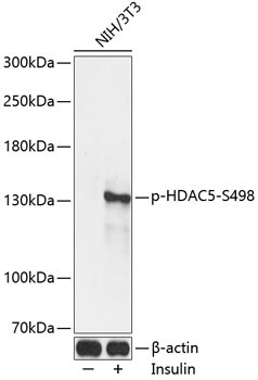 Phospho-HDAC5-S498 Rabbit Polyclonal Antibody