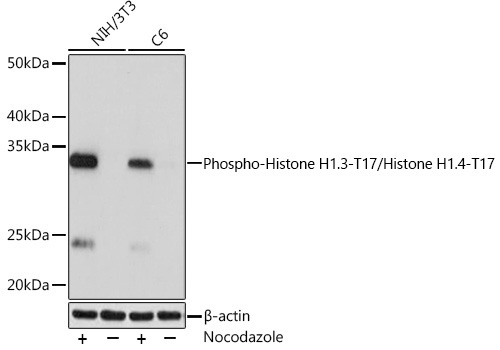 Phospho-Histone H1.3-T17/Histone H1.4-T17 Rabbit Monoclonal Antibody