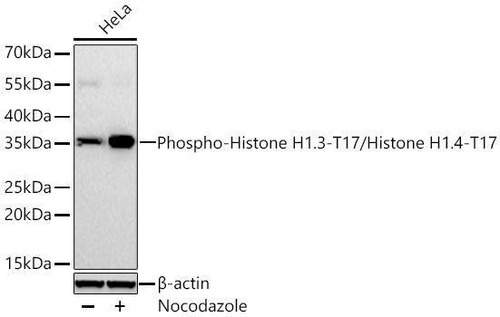 Phospho-Histone H1.3-T17/Histone H1.4-T17 Rabbit Monoclonal Antibody - Image 2
