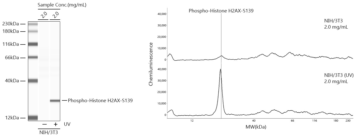 Phospho-Histone H2AX-S139 Rabbit Monoclonal Antibody