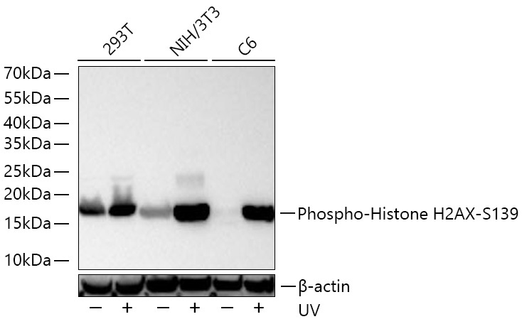 Phospho-Histone H2AX-S139 Rabbit Monoclonal Antibody - Image 2