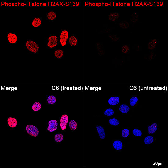 Phospho-Histone H2AX-S139 Rabbit Monoclonal Antibody - Image 6