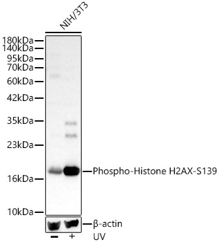 Phospho-Histone H2AX-S139 Rabbit Polyclonal Antibody