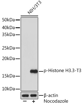 Phospho-Histone H3.3-T3 Rabbit Monoclonal Antibody