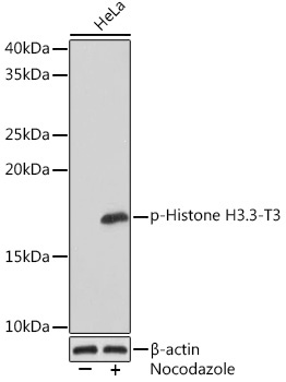 Phospho-Histone H3.3-T3 Rabbit Monoclonal Antibody - Image 2
