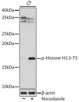 Phospho-Histone H3.3-T3 Rabbit Monoclonal Antibody - Image 3