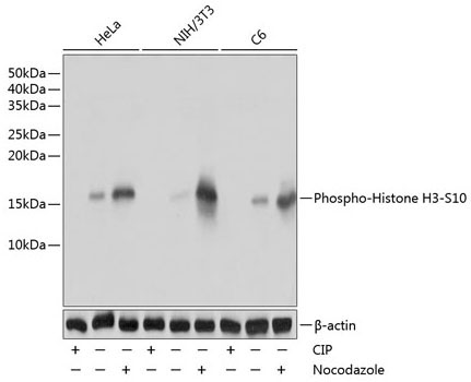 Phospho-Histone H3-S10 Rabbit Monoclonal Antibody