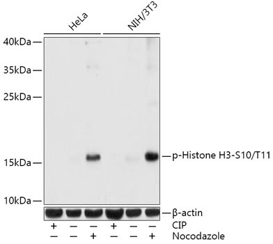 Phospho-Histone H3-S10/T11 Rabbit Polyclonal Antibody
