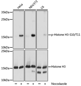 Phospho-Histone H3-S10/T11 Rabbit Polyclonal Antibody - Image 2