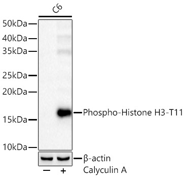 Phospho-Histone H3-T11 Rabbit Polyclonal Antibody