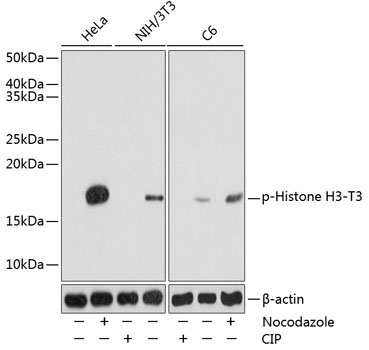 Phospho-Histone H3-T3 Rabbit Polyclonal Antibody
