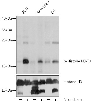 Phospho-Histone H3-T3 Rabbit Polyclonal Antibody - Image 2