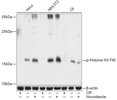 Phospho-Histone H3-T45 Rabbit Polyclonal Antibody