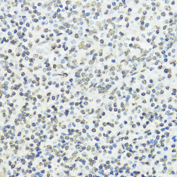 Phospho-Histone H3-T45 Rabbit Polyclonal Antibody - Image 2