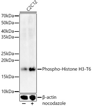 Phospho-Histone H3-T6 Rabbit Polyclonal Antibody