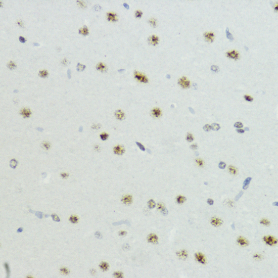 Phospho-Histone H3-T6 Rabbit Polyclonal Antibody - Image 3