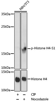 Phospho-Histone H4-S1 Rabbit Polyclonal Antibody