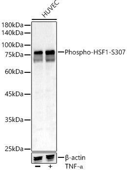 Phospho-HSF1-S307 Rabbit Polyclonal Antibody