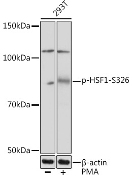 Phospho-HSF1-S326 Rabbit Monoclonal Antibody