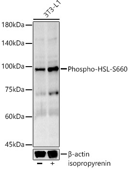 Phospho-HSL-S660 Rabbit Monoclonal Antibody