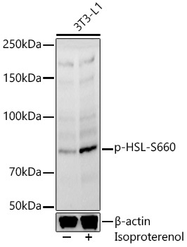 Phospho-HSL-S660 Rabbit Polyclonal Antibody