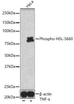 Phospho-HSL-S660 Rabbit Polyclonal Antibody