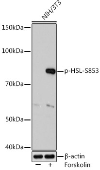 Phospho-HSL-S853 Rabbit Monoclonal Antibody