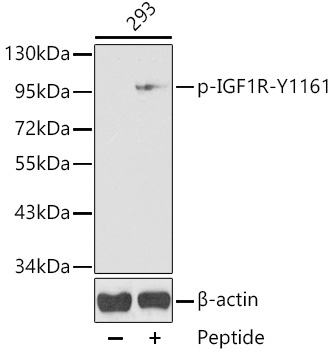 Phospho-IGF1R-Y1161 Rabbit Polyclonal Antibody
