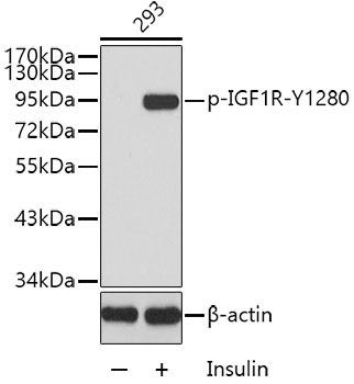 Phospho-IGF1R-Y1280 Rabbit Polyclonal Antibody