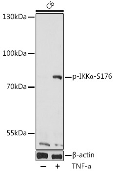 Phospho-IKKAlpha-S176 Rabbit Polyclonal Antibody