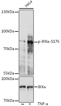 Phospho-IKKAlpha-S176 Rabbit Polyclonal Antibody - Image 2