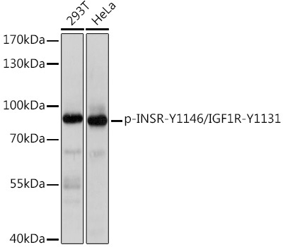 Phospho-INSR-Y1146/IGF1R-Y1131 Rabbit Polyclonal Antibody
