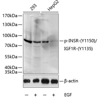 Phospho-INSR-Y1150/IGF1R-Y1135 Rabbit Polyclonal Antibody