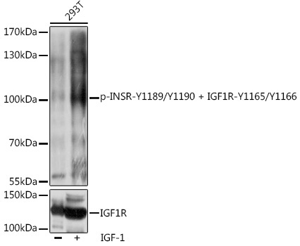 Phospho-INSR-Y1189/Y1190 + IGF1R-Y1165/Y1166 Rabbit Polyclonal Antibody