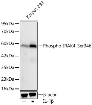 Phospho-IRAK4-Ser346 Rabbit Monoclonal Antibody