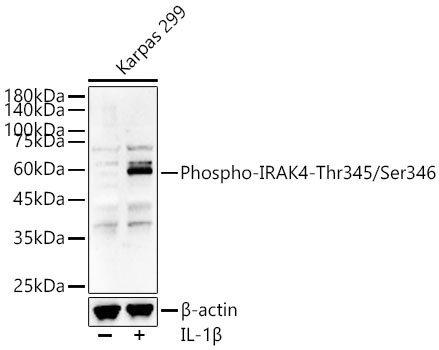 Phospho-IRAK4-Thr345/Ser346 Rabbit Polyclonal Antibody