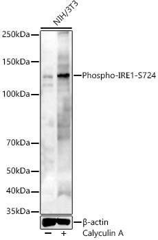 Phospho-IRE1-S724 Rabbit Polyclonal Antibody