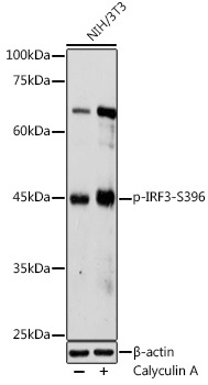 Phospho-IRF3-S396 Rabbit Polyclonal Antibody