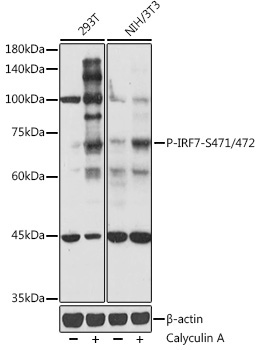 Phospho-IRF7-S471/472 Rabbit Polyclonal Antibody